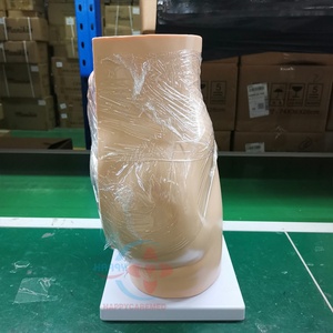 Modèle anatomique HC-S271, modèle d'organes humains sagittaux féminins pour l'école de médecine, modèle anatomique - Product Image 5