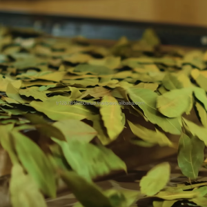 Hoja de Laurel de Primera Calidad, Especia Seca, Calidad de Exportación, Certificación ISO, AgroHoby, 1 kg, Conservación en Aceite, Hierbas Crudas Individuales - Product Image 1