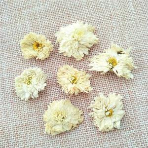 जू हुआ प्राकृतिक हैंगझोउ सफेद क्रिशनथेमम फूल क्रिसथेमम मोरिफोलियम - Product Image 5