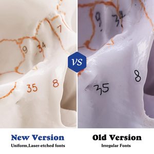 Mô Hình Hộp Sọ 3 Phần Kích Thước Cuộc Sống Với Bộ Răng Đầy Đủ Hộp Sọ Có Thể Tháo Rời Và Sản Phẩm Chi Tiết Có Khớp Nối - Product Image 5