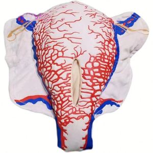 מבנה כלי דם תלת ממדי של כלי דם של היריון, חומר בד מודל עושה ברחם של חתכים מרובים - Product Image 1