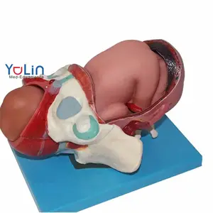 medical science anatomical birth process model plevis and full term fetus model for the universe teaching model