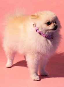 Cadeau parfait rose ITALIEN pour les propriétaires de chiens-Collier en cuir véritable et cristaux de coeurs finition dorée - Product Image 5