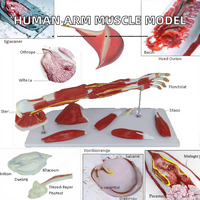 Modelo Anatómico de Brazo Humano Desmontado en 7 Partes, con Marcas de Vasos Sanguíneos y Nervios, para la Estructura del Cuerpo Humano