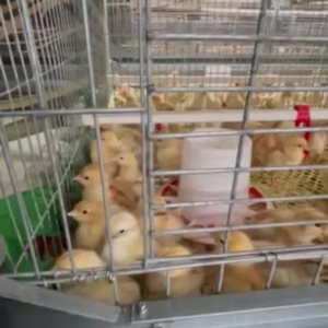Cages à batterie automatiques de type H pour l'élevage de poussins, bon <span class=keywords><strong>prix</strong></span>, neuves, cages pour poulettes, directement du fabricant - Product Image 4