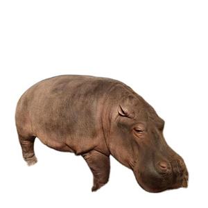 Parque de Atracciones personalizado, Animal de simulación, Animal animatrónico, hipopótamo - Product Image 1