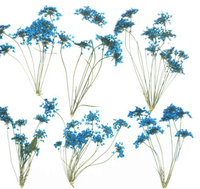 Natuurlijke Gypsophila Gedroogde Bloemen DIY Echte Gedroogde Bloemen Natuurlijke Droge Bloemen voor Nagelstickers Nageldecoratie