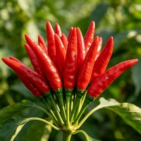 Graines de piment rouge RTY, très piquantes, hybrides, à haut rendement, fournisseur en gros, export
