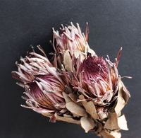 PPF20 Protea 2024 Ins Décoration de maison la plus populaire Fleurs séchées conservées pour la Saint-Valentin et l'obtention du diplôme