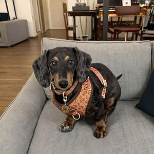 Collier pour chien de luxe personnalisé MIDEPET, en polyester/nylon, avec rubans imprimés en alliage, à libération rapide, excellent cadeau pour le Nouvel An et la Saint-Valentin - Product Image 3