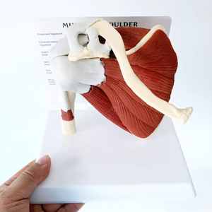 मानव कंधे का पट्टा पेशी शरीर रचना विज्ञान मॉडल - Product Image 5