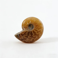 Ammonite entière polie naturelle agatisée, spécimen d'Ammonite de Madagascar, pierre minérale de guérison pour collection et décoration intérieure