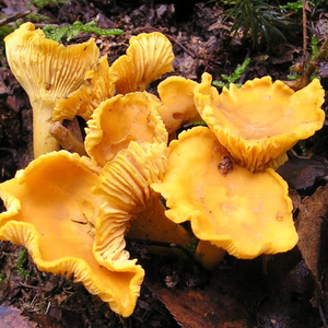 Extracto de Hongo Chanterelle (Cantarellus <span class=keywords><strong>Cibarius</strong></span>) en Polvo, 30% Polisacáridos, Grado Alimenticio, Extraído con Solvente, Empaquetado en Tambor, Alta Calidad - Product Image 6
