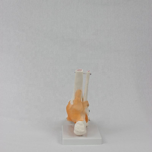 Modelo <span class=keywords><strong>de</strong></span> Anatomía <span class=keywords><strong>de</strong></span> pie y tobillo <span class=keywords><strong>de</strong></span> tamaño real con <span class=keywords><strong>ligamentos</strong></span> para entrenamiento <span class=keywords><strong>de</strong></span> enfermeras y enseñanza <span class=keywords><strong>de</strong></span> demostración - Product Image 3