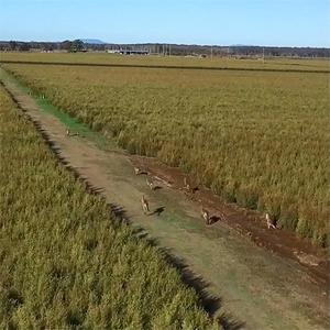 Hl nhãn hiệu riêng các loại tinh dầu hữu cơ số lượng lớn Nhà cung cấp, 10ml điều trị lớp Úc dầu cây trà tinh khiết cho da, tóc, khuôn mặt - Product Image 2