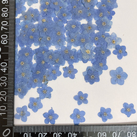 Fleurs de Myosotis séchées et pressées pour boucles d'oreilles, fleurs de Myosotis pressées pour coques de téléphone, œuvres d'art végétales