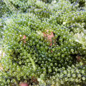 FOURNISSEUR MONDIAL-RAISINS DE MER SÉCHÉS/CAVIAR VERT DIRECT DE L'USINE - Product Image 1