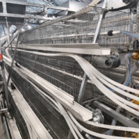 Système de cages d'élevage de poulettes de type A galvanisé à chaud, 3/4 niveaux, en fil d'acier Q235 pour poussins d'un jour