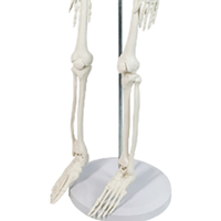 XX-A105IING 85 cm vert modèle de Cage thoracique squelettique humaine outil d'enseignement des sciences médicales pour la démonstration de la maladie