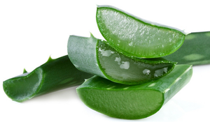 Toptan fiyat saf doğal <span class=keywords><strong>Aloe</strong></span> <span class=keywords><strong>Vera</strong></span> tozu yüksek kaliteli <span class=keywords><strong>Aloe</strong></span> <span class=keywords><strong>Vera</strong></span> özü - Product Image 5