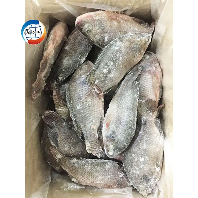 Fournisseurs de fruits de mer poisson de tilapia frais congelé