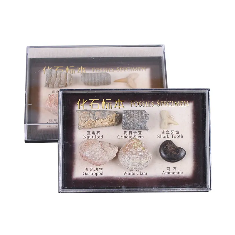 6Pcs Natuurlijke Oceaan Fossiele Specimen Wetenschap Onderwijs Set Fossil Collection Kit