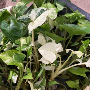 Syngonium Podophyllum mojito variado - Product Image 1