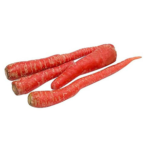 Variété de carottes haute performance conçue pour les cultivateurs commerciaux, avec un taux de germination élevé et un développement radiculaire supérieur - Product Image 3