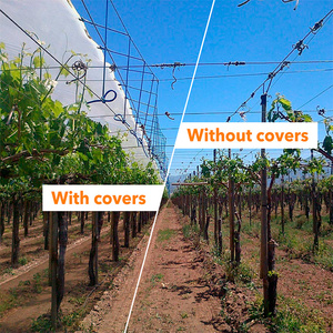 Film tissé renforcé en HDPE 150 GSM, résistant, imperméable et anti-grêle, transparent, pour couverture de serres et d'arbres fruitiers - Product Image 4