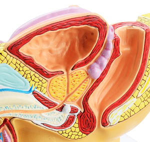 Mô Hình Y Tế Hệ Thống Sinh Sản Tiết Niệu Của Nam Giới Anatonie Xương Chậu Với Mô Hình Sinh Dục - Product Image 2