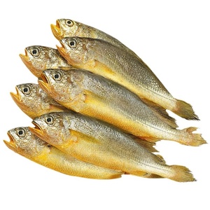 Taze canlı büyük sarı Croaker deniz balığı 2.5kg barbekü taze dondurulmuş ticari kullanım küçük sarı Croaker deniz ürünleri toptan - Product Image 1