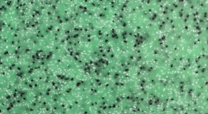 ESFP-04