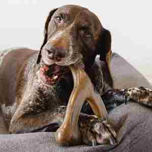 Jouet à mâcher pour chien en nylon durable, non toxique et écologique pour les mâcheurs agressifs - Qualité alimentaire supérieure : bacon, poulet, cacahuète, bois - Product Image 4