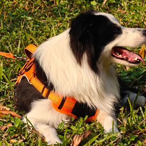 Arnés Luminoso LED para Perro, Estilo Chaleco, Recargable, para Paseos Nocturnos, Talla Mediana, Naranja, Azul, Negro, Morado, Marrón - Product Image 2