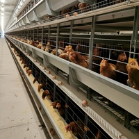 BANGYUAN AYA-600 – Nouvelle Cage Automatique Moderne pour Poules Pondeuses (90-200 œufs) – Prix Usine – Modèle à Batterie