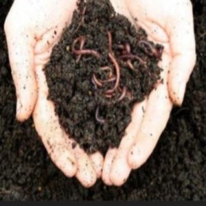 Compost organique indien frais et biologique de haute qualité 1 kg Verm Compost Engrais organique - Qualité d'exportation Excellent prix - Product Image 2