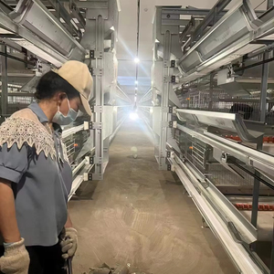 Buena Reputación Batería automática Tipo H Capa de huevo Gallinas ponedoras Jaulas Proveedor de equipos de cría de aves de corral - Product Image 1