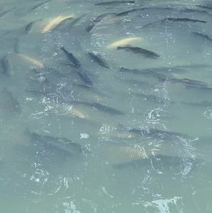 Aliment pour saumon et truite CITICO, riche en nutriments et en astaxanthine, améliore la couleur et la croissance des poissons - Product Image 5