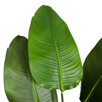 Plante artificielle de bananier du voyageur de 190 cm, fausse plante bonsaï, verdure artificielle pour la décoration intérieure des hôtels, des halls d'entrée et des espaces commerciaux