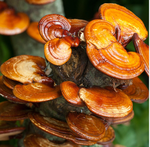 Экстракт Рейши, порошок, грибные капсулы Рейши, экстракт грибов, ганодермические полисахариды 40% - Product Image 2