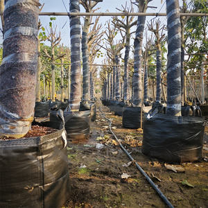 5/10/15/20/35/50/<span class=keywords><strong>100</strong></span> gallons <span class=keywords><strong>Pot</strong></span> <span class=keywords><strong>de</strong></span> <span class=keywords><strong>fleur</strong></span> et sacs <span class=keywords><strong>de</strong></span> plantation d'arbres PP tissu planteur sacs <span class=keywords><strong>de</strong></span> culture pour l'ensemencement pour l'utilisation <span class=keywords><strong>de</strong></span> jardin - Product Image 5