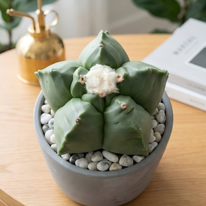 [Astrophytum myriostigma] Cactus Gorro de Obispo, Suculenta Viva sin Espinas, Resistente a la Sequía, Especímenes de Plantas Raras - Product Image 1