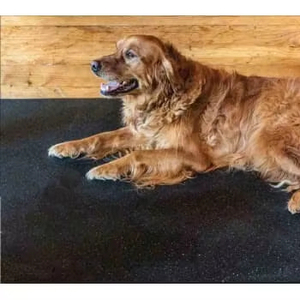 Suelo de Goma Antideslizante para Interiores, para Gimnasios y Guarderías Caninas - Product Image 3