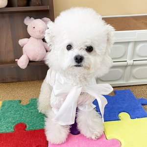 Chemise blanche gaufrée Moonlight pour animaux de compagnie, vêtements pour chiens et chats, pour Maltese, Bichon Frise, Pomeranian, toutes saisons, élégante et décorative - Product Image 1
