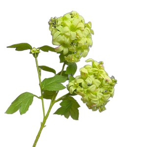 Fleur d'hortensia artificielle Jinxi, branche unique, fleur en soie, décoration de mariage, rose, jaune, violet, bleu, blanc, vert - Product Image 4