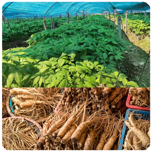 HUARAN <span class=keywords><strong>Ginseng</strong></span> Atacado Puro Açúcar Natural <span class=keywords><strong>Ginseng</strong></span> Raiz Ervas chinesas <span class=keywords><strong>Ginseng</strong></span> Branco Seco - Product Image 4