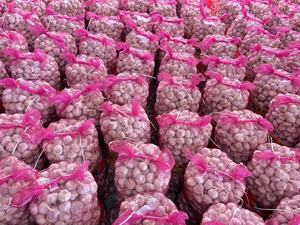 Vente en gros d'<span class=keywords><strong>ail</strong></span> blanc frais Fournisseur professionnel de légumes frais - Product Image 4