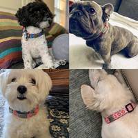 Luxuriöse, schlichte & klassische programmierbare Silikon-Hundemarken mit einzigartigem QR-Code zur Haustier-Ortung, personalisiertes Haustierhalsband
