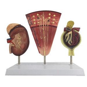 Modelo glomerular renal y nefrona Estructura anatómica del sistema urinario Modelo de riñón humano - Product Image 1
