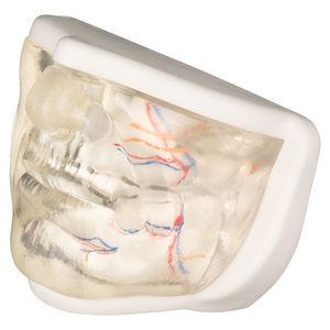 Modèle anatomique féminin transparent <span class=keywords><strong>du</strong></span> <span class=keywords><strong>visage</strong></span> inférieur avec des vaisseaux sanguins pour le modèle facial de formation d'<span class=keywords><strong>injection</strong></span> - Product Image 4